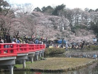 岩槻城址公園の桜写真１