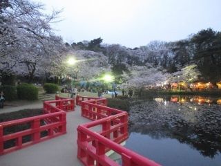 岩槻城址公園の桜写真２