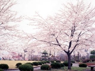 羊山公園の桜写真１