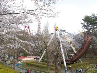 西武園ゆうえんちの桜写真１