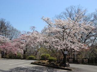 城峯公園の桜写真１