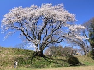 鉢形城の桜・エドヒガン（氏邦桜）写真１