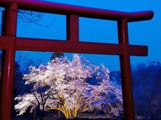 鉢形城の桜・エドヒガン（氏邦桜）写真２