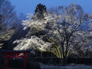 鉢形城の桜・エドヒガン（氏邦桜）の写真３