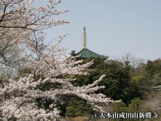 成田山公園の桜写真２