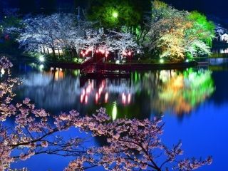 八鶴湖の桜写真２