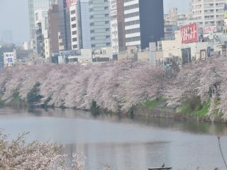外濠公園の桜写真１