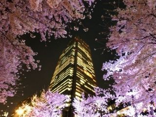 東京ミッドタウンの桜写真２