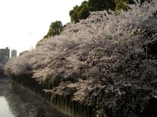 江戸川公園の桜写真１