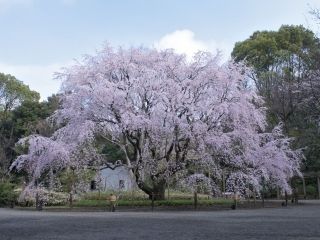 六義園の桜写真１