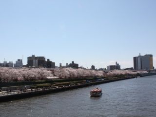隅田公園（墨田区側）の桜写真１