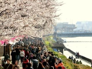 隅田公園（墨田区側）の桜写真２