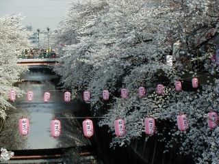 石神井川の桜並木写真２