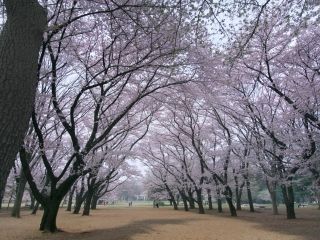 光が丘公園の桜写真２