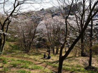 都立滝山公園の桜写真２