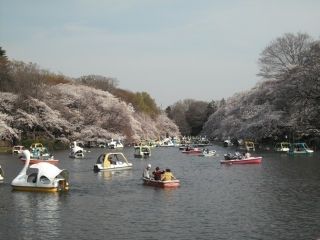 井の頭恩賜公園の桜写真１