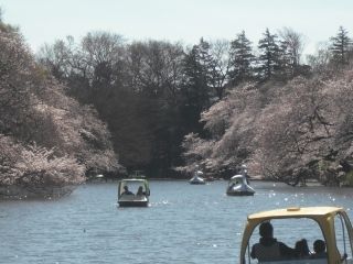 井の頭恩賜公園の桜写真２
