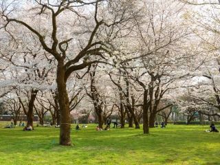小金井公園の桜写真１