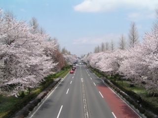 国立市大学通り・さくら通りの桜写真１