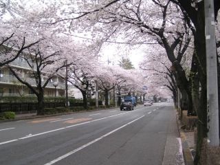 国立市大学通り・さくら通りの桜写真２