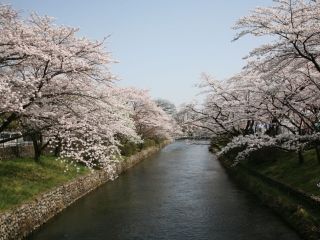羽村堰の桜写真２