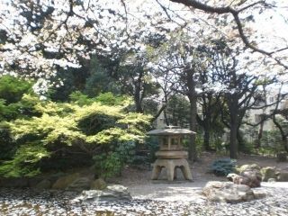 掃部山公園の桜写真１