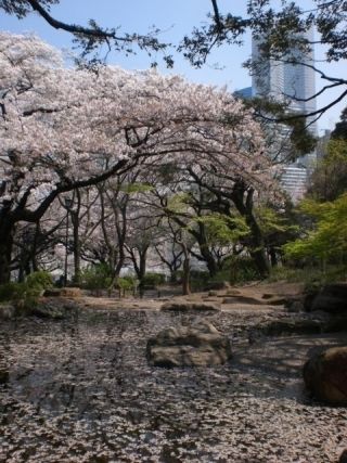 掃部山公園の桜写真２