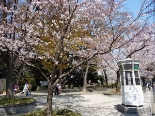 元町公園の桜写真１