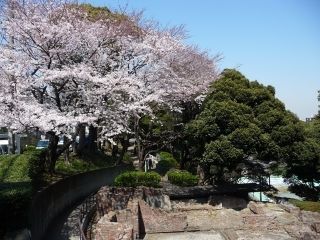元町公園の桜写真２