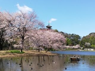 三溪園の桜写真１