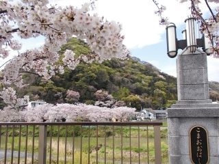 金目川桜並木写真１