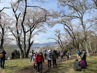 弘法山公園の桜写真１