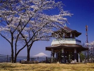 弘法山公園の桜写真２