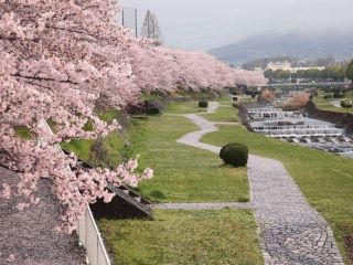 秦野市カルチャーパークの桜写真１