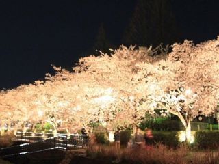 秦野市カルチャーパークの桜写真２