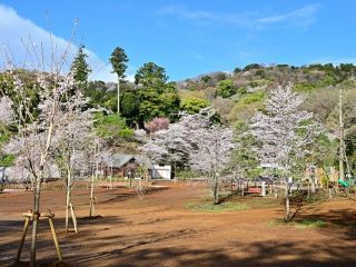 飯山白山森林公園の桜写真１