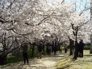 県立鳥屋野潟公園（鐘木地区）の桜写真１