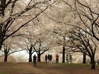 県立鳥屋野潟公園（鐘木地区）の桜写真２