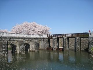 加治川堤桜の写真３