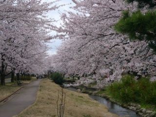 加治川堤桜の写真４