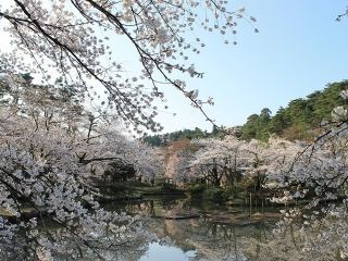村松公園の桜写真２