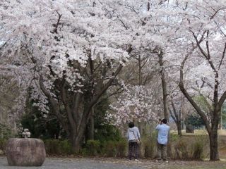 松ヶ峯の桜写真１