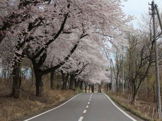 松ヶ峯の桜写真２