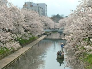 松川公園の桜写真１