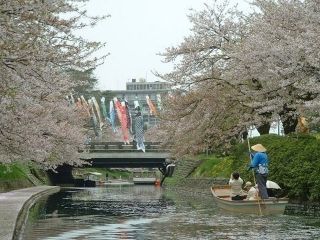 松川公園の桜写真２