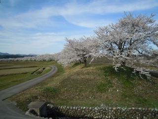 八尾神通川さくら堤の桜写真１