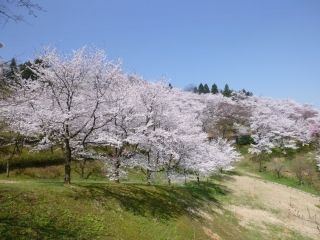 城ヶ山公園の桜写真１