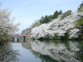 高岡古城公園の桜写真２