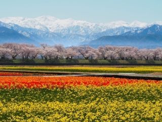 あさひ舟川「春の四重奏」の桜写真１