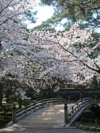兼六園の桜写真２